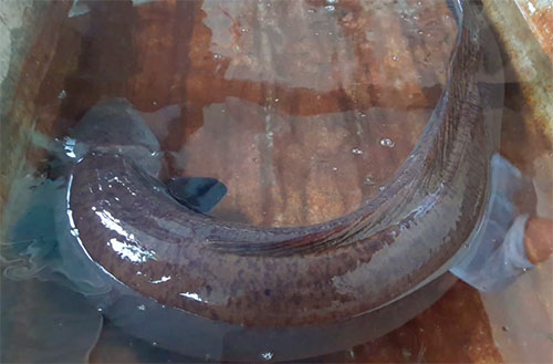 Người[-]dân[-]mua[-]cá[-]chình[-]nặng[-]9kg[-]phóng[-]sinh